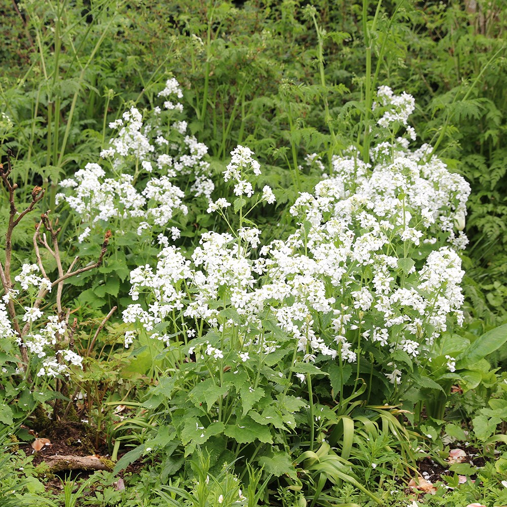 <i>Lunaria annua</i> var. <i>albiflora</i> 