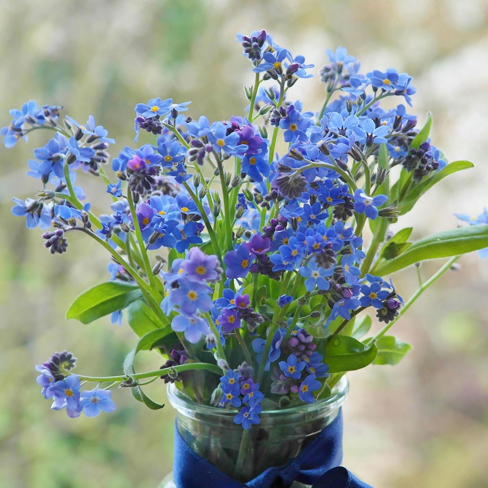 <i>Myosotis sylvatica</i> 'Ultramarine'