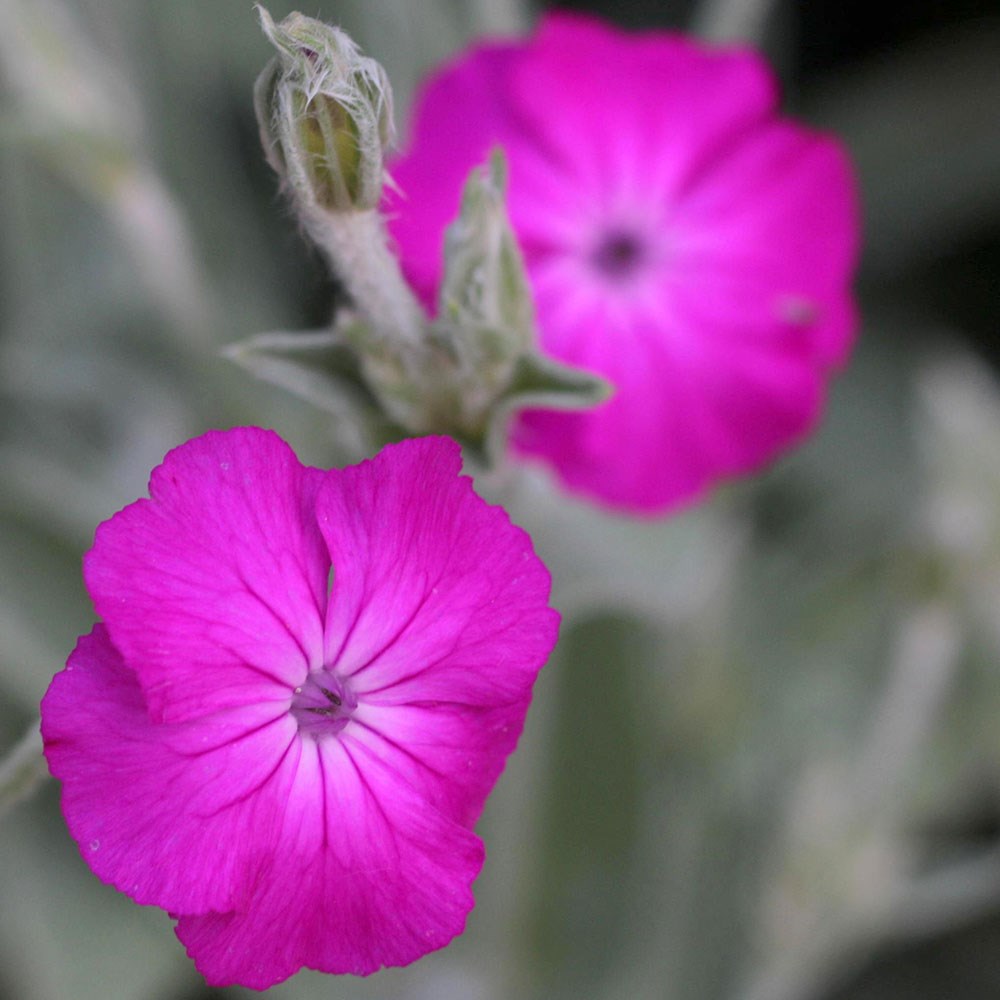 <i>Silene coronaria</i> 