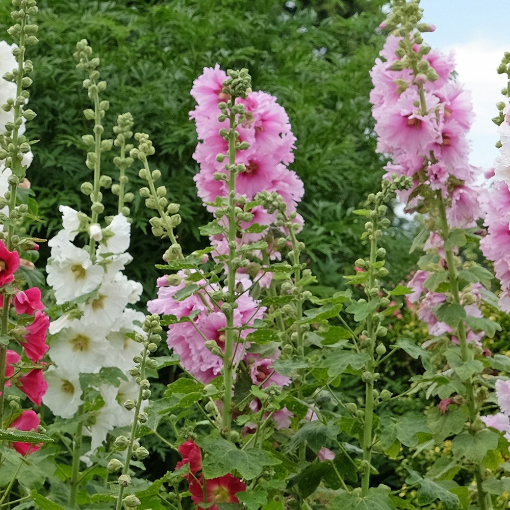 <i>Alcea rosea</i> 'Single mixture'