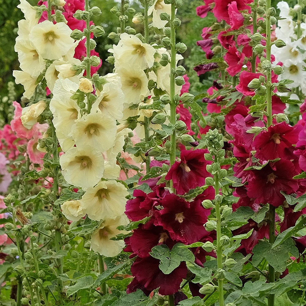 <i>Alcea rosea</i> 'Single mixture'