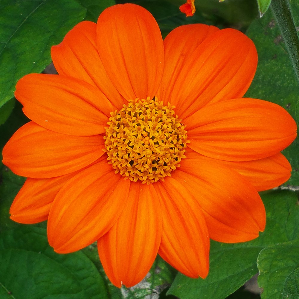 <i>Tithonia rotundifolia</i> 'Torch'