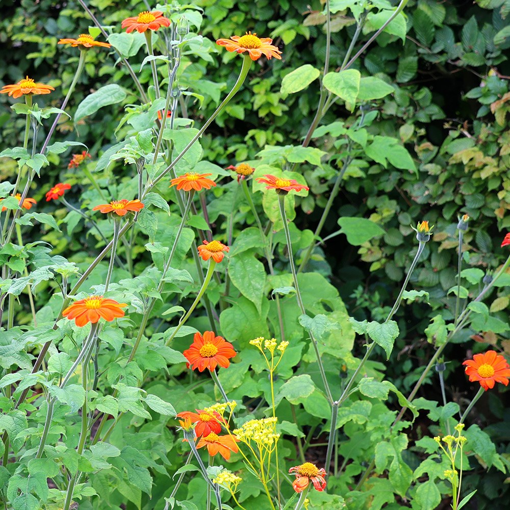 <i>Tithonia rotundifolia</i> 'Torch'