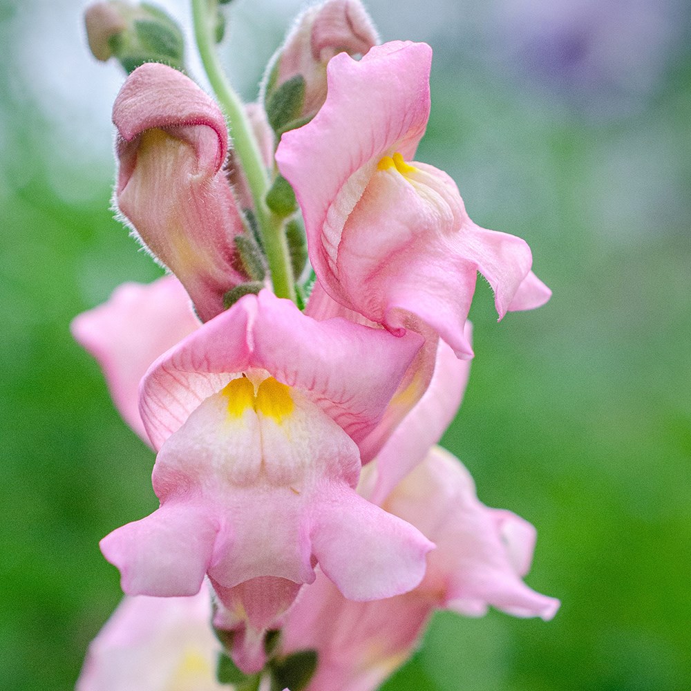 <i>Antirrhinum majus</i> 'Appleblossom'