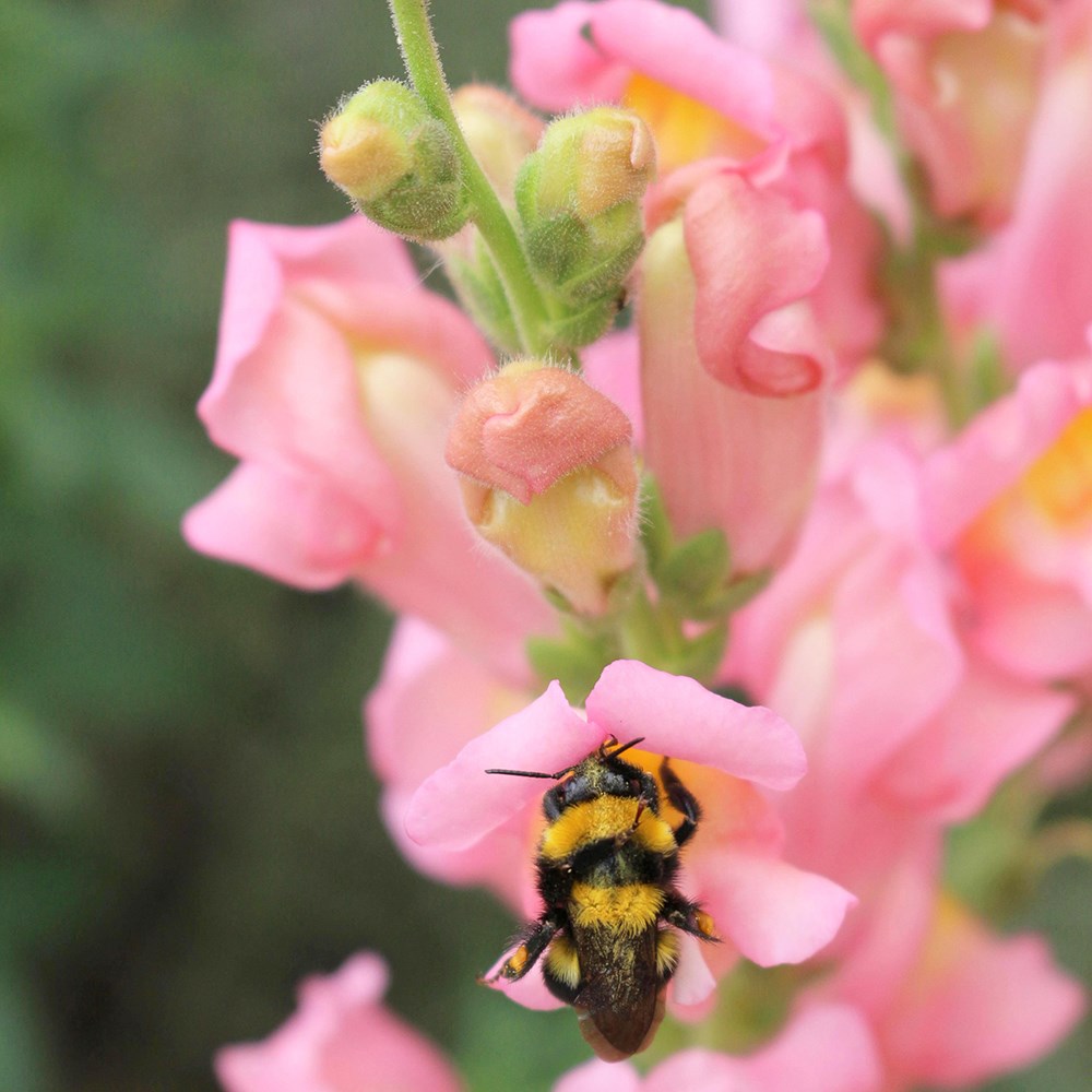 <i>Antirrhinum majus</i> 'Appleblossom'