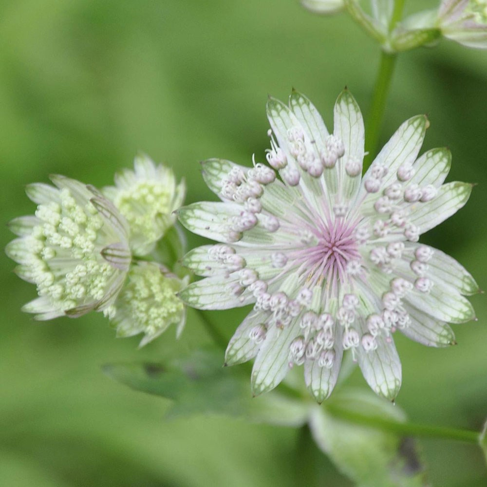 <i>Astrantia major</i> 