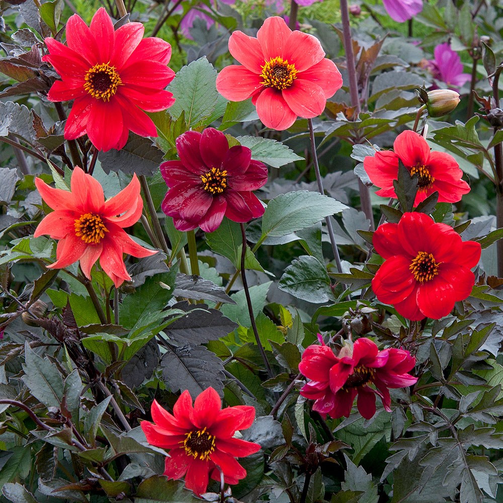 <i>Dahlia</i> Bishop's Children</b>