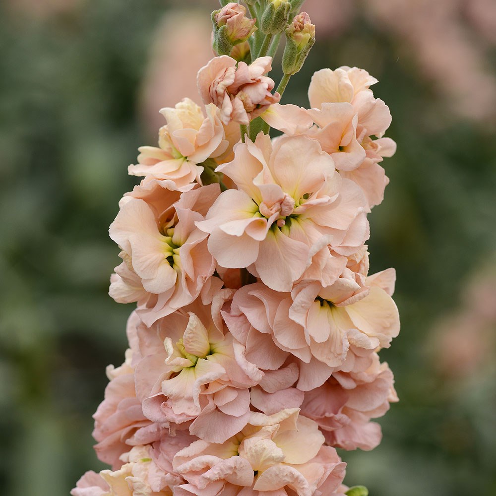 <i>Matthiola incana</i> 'Column Apricot'