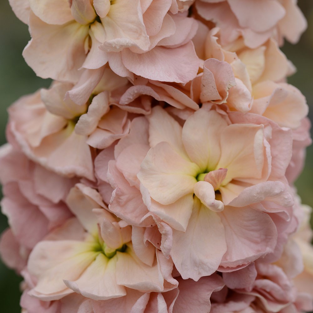 <i>Matthiola incana</i> 'Column Apricot'