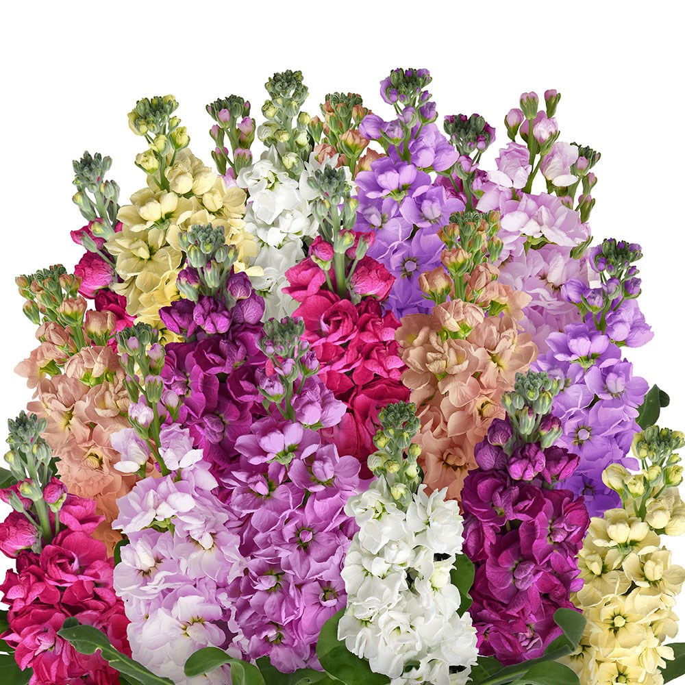 <i>Matthiola incana</i> 'Rainbow Mixture'