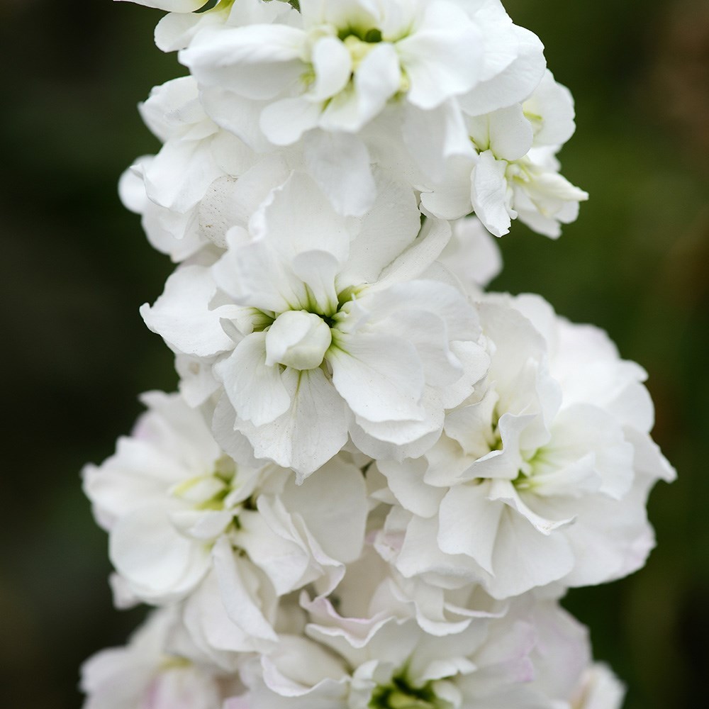 <i>Matthiola incana</i> 'Avalanche'
