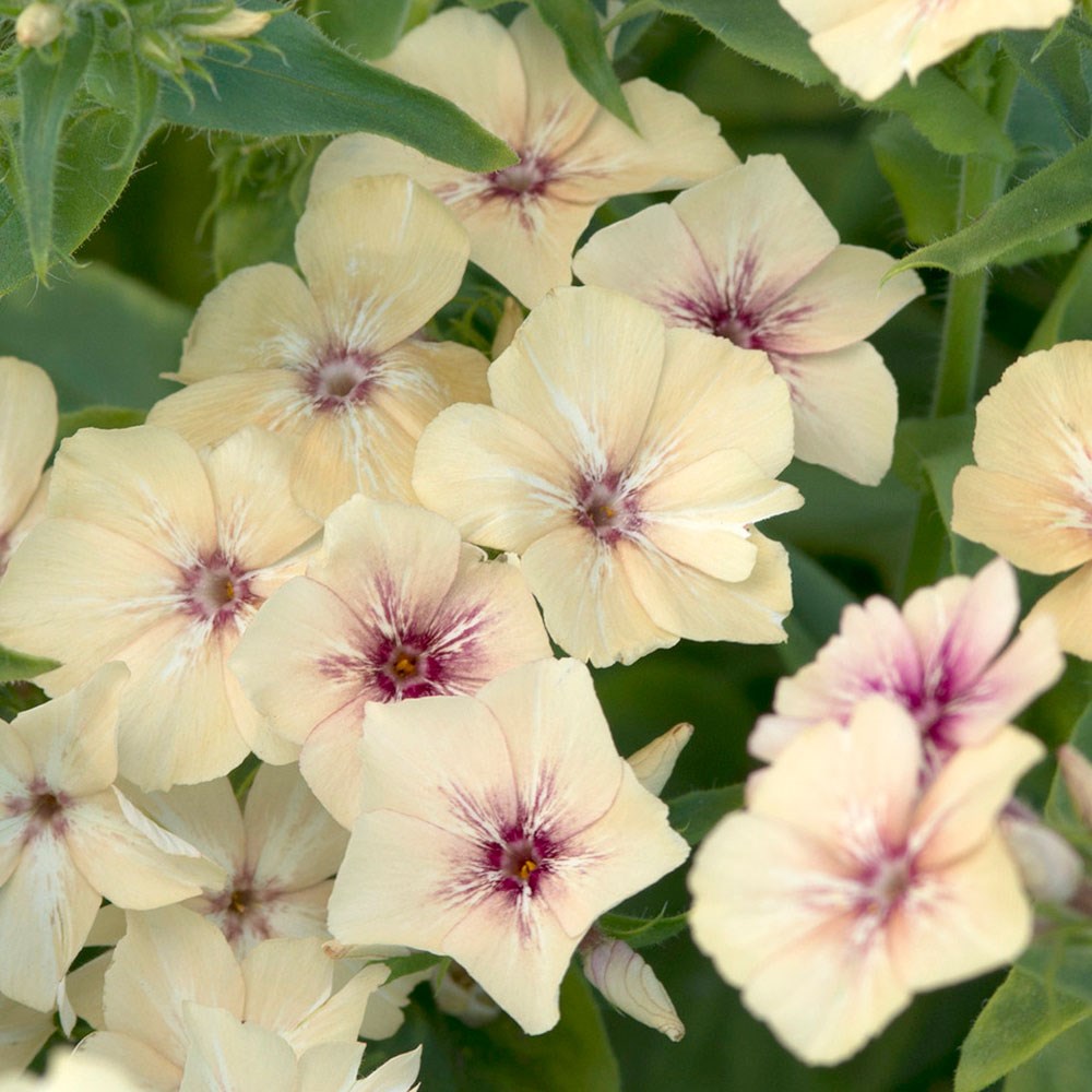 <i>Phlox drummondii</i> 'Crème Brûlée'