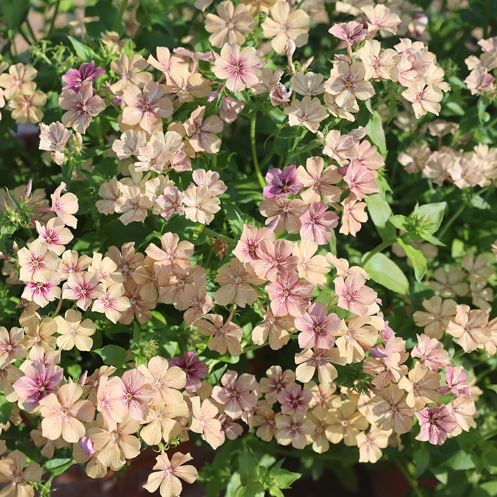 <i>Phlox drummondii</i> 'Crème Brûlée'