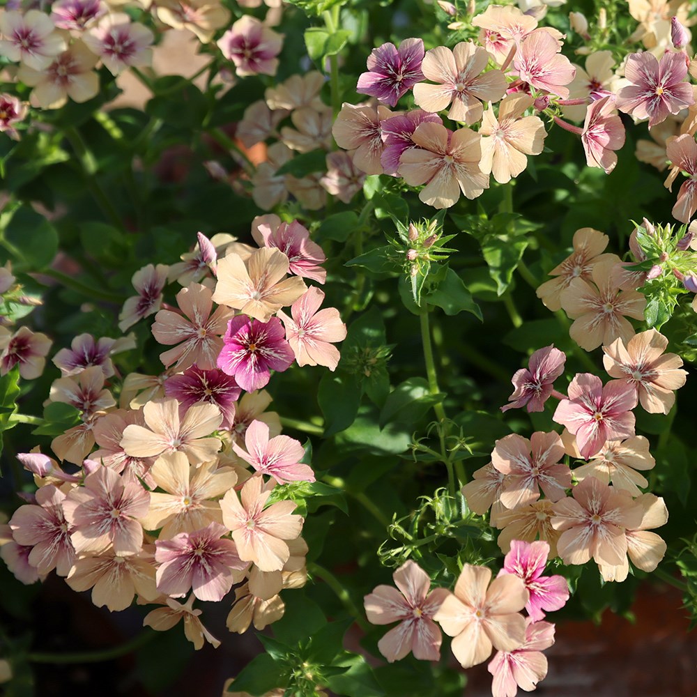 <i>Phlox drummondii</i> 'Crème Brûlée'