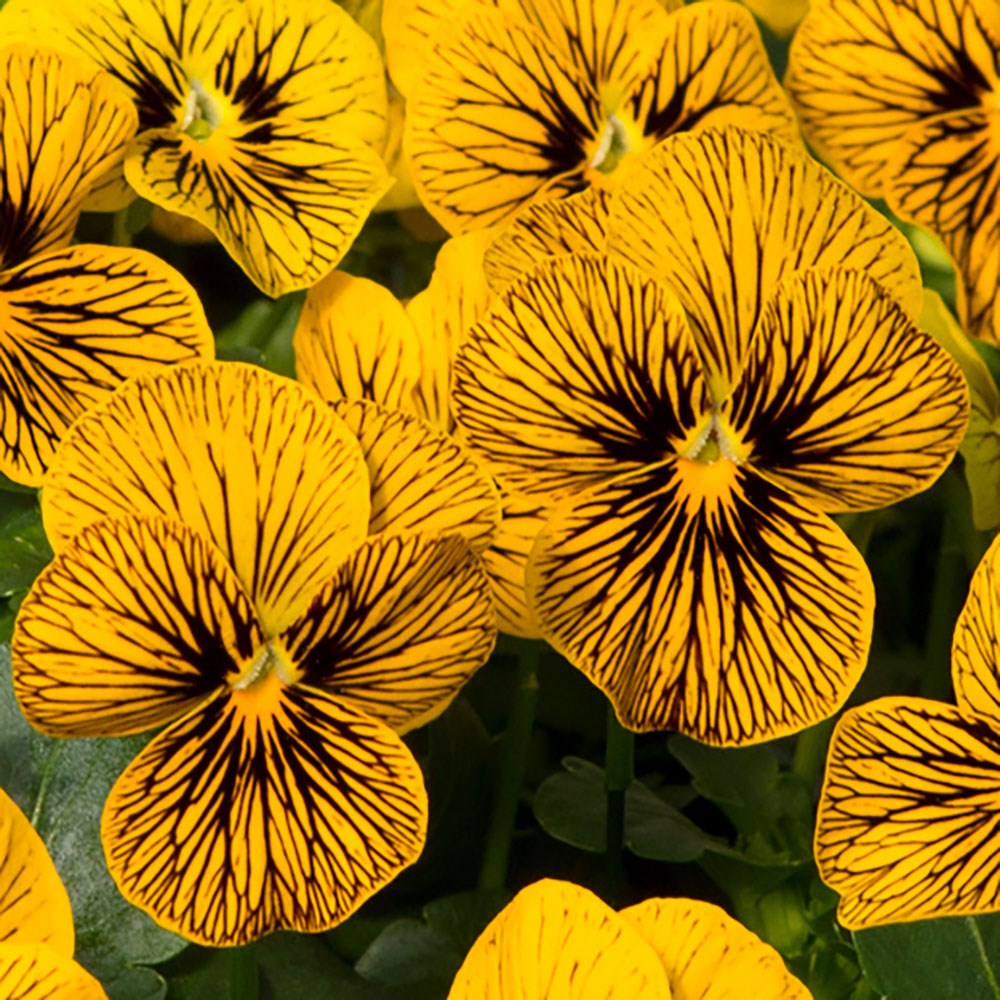 <i>Viola</i> 'Tiger Eyes'