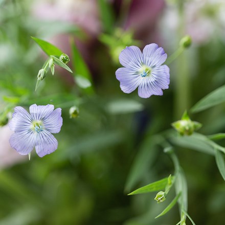 Linum perenne