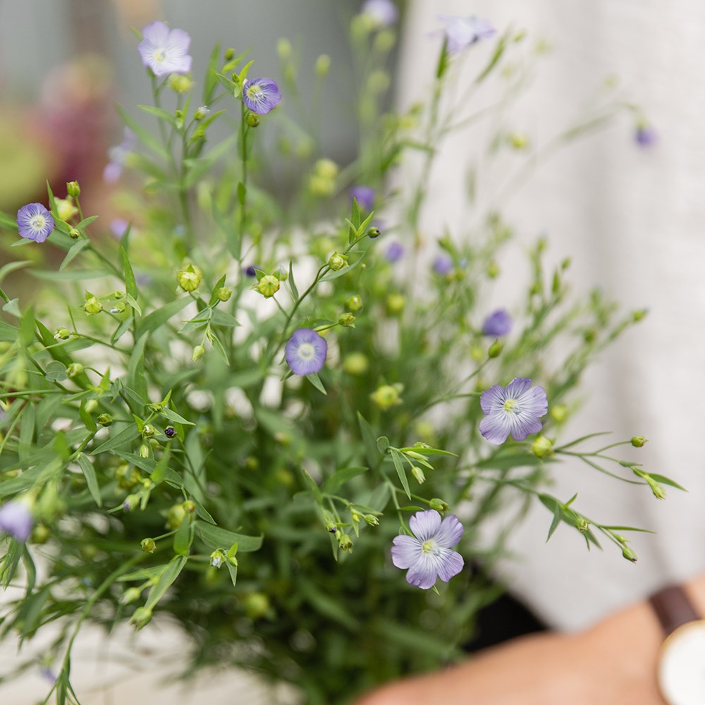 flax, linseed