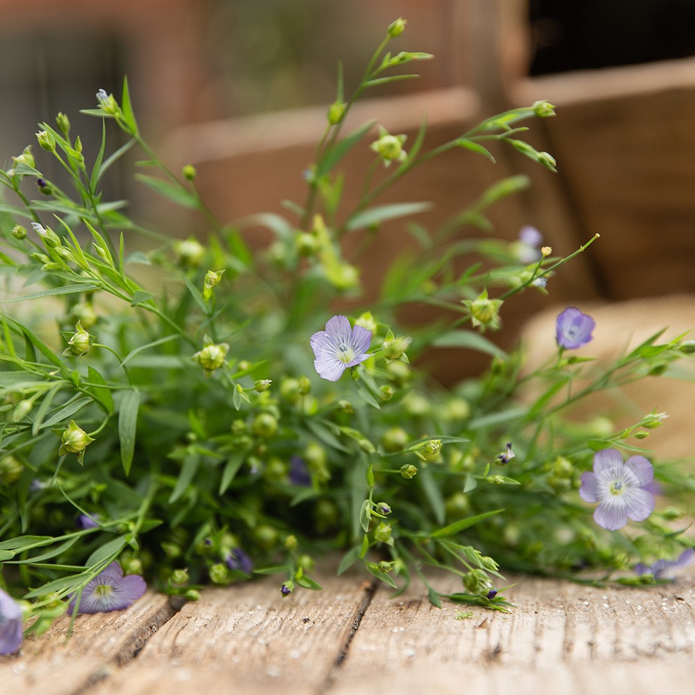 flax, linseed