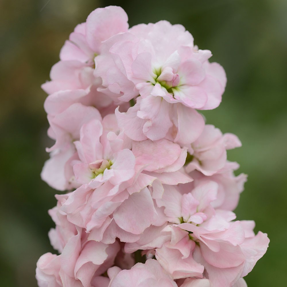 <i>Matthiola incana</i> 'Appleblossom'