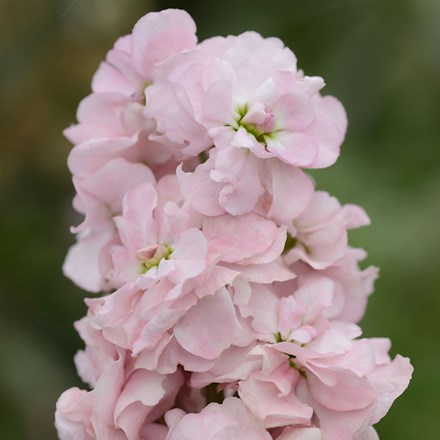 Matthiola incana Appleblossom