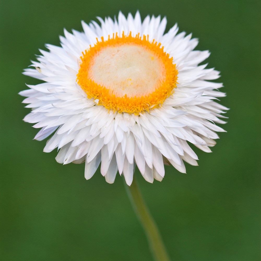 <i>Helichrysum bracteatum</i> 'Snow White'