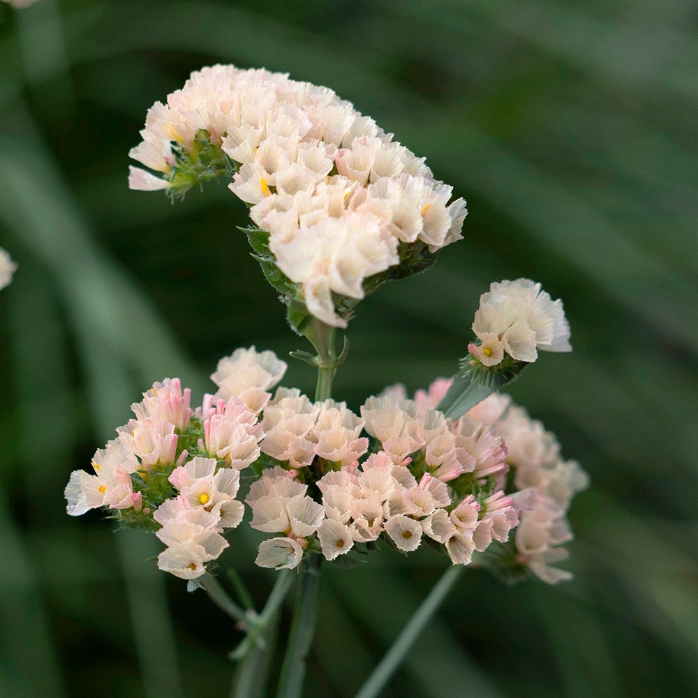 statice 'Apricot'
