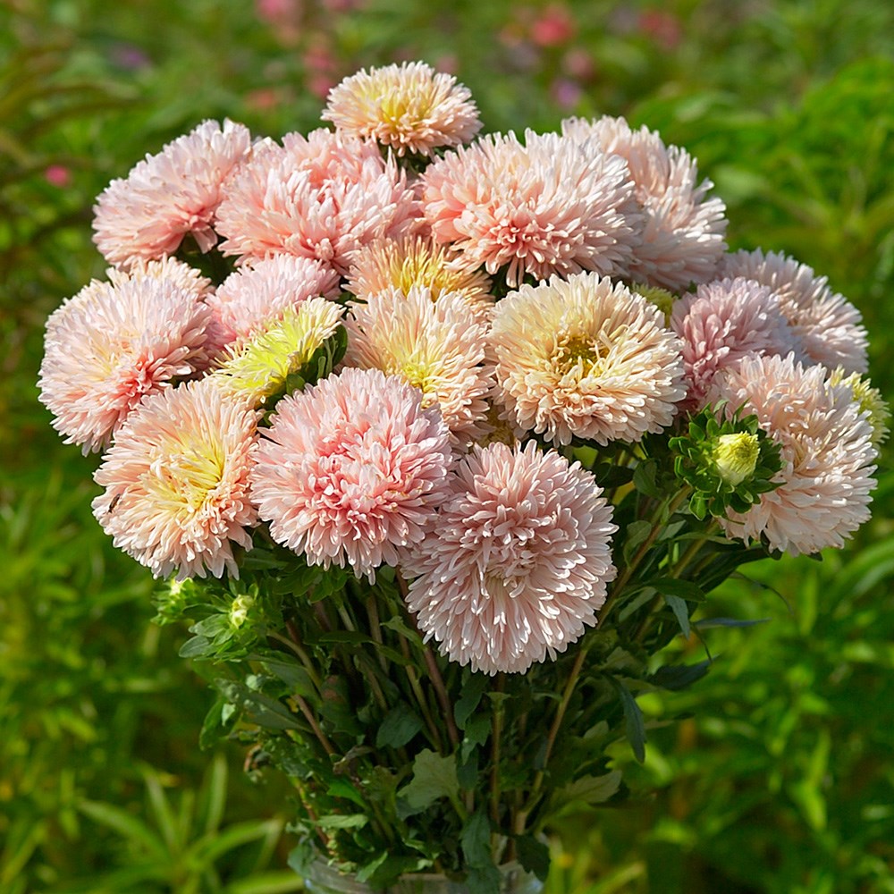 <i>Callistephus chinensis</i> 'King Size Apricot'
