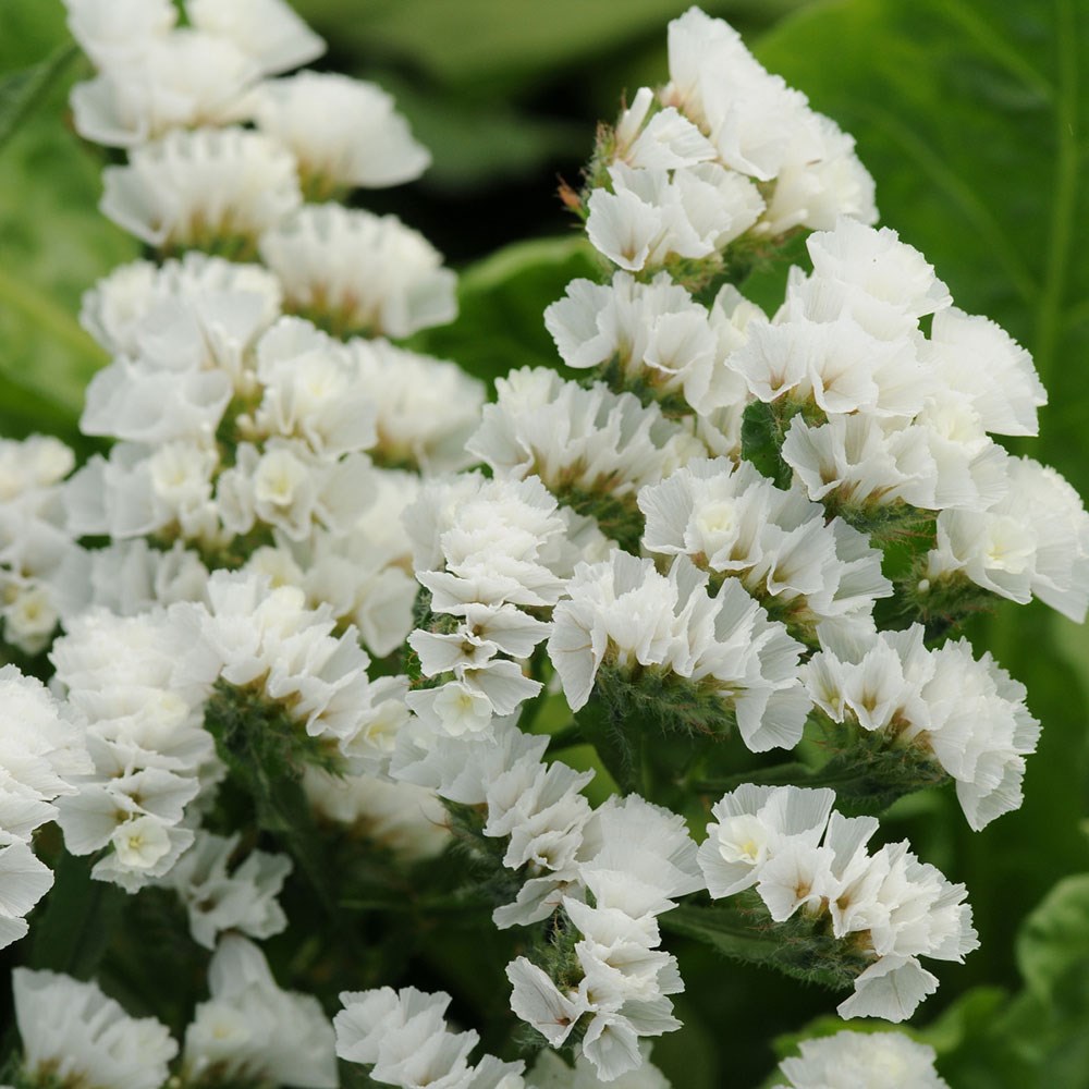 statice 'White'