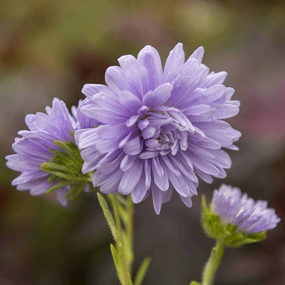 <i>Callistephus chinensis</i> 'Light Blue'