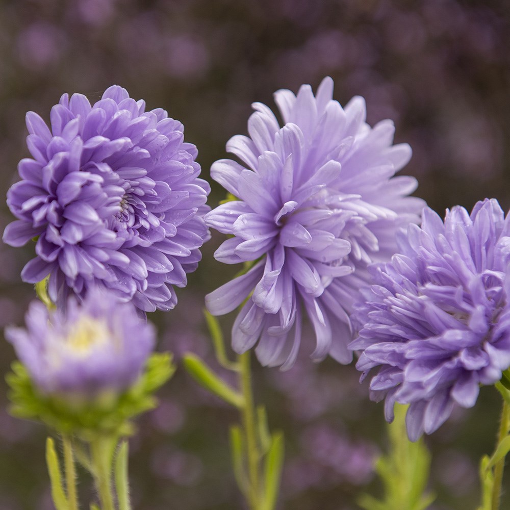 <i>Callistephus chinensis</i> 'Light Blue'