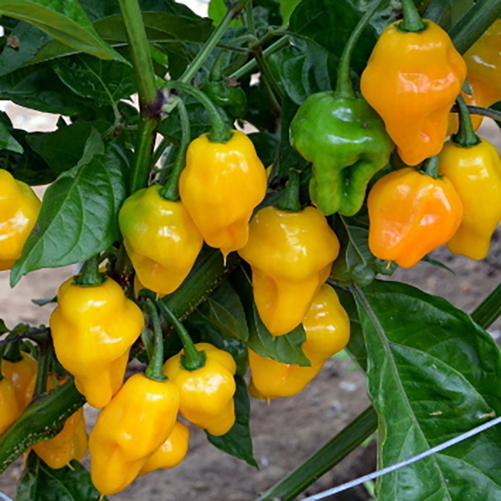 chilli 'Trinidad Perfume'