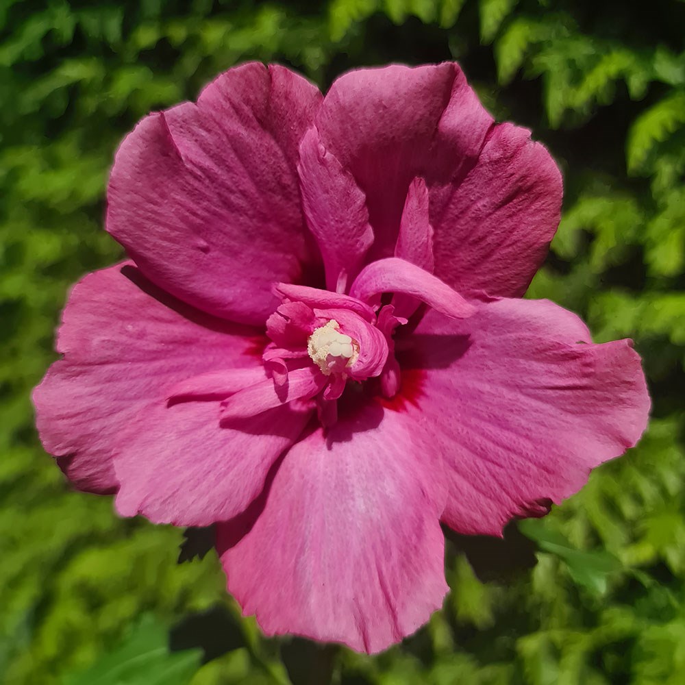 <i>Hibiscus syriacus</i> <b class=small-caps>Flower Tower Ruby</b> ('Gandini van Aart Ruby') (PBR)