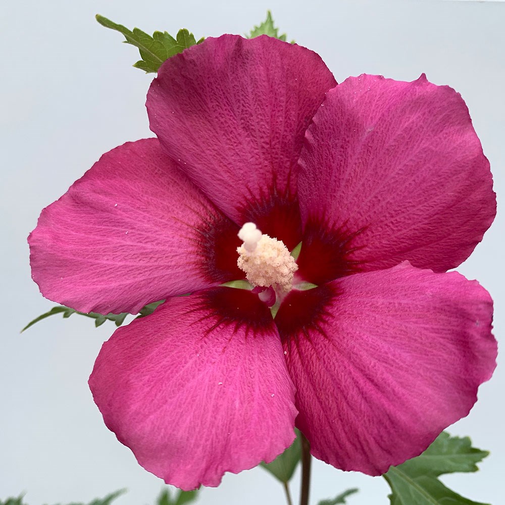 <i>Hibiscus syriacus</i> <b class=small-caps>Flower Tower Ruby</b> ('Gandini van Aart Ruby') (PBR)