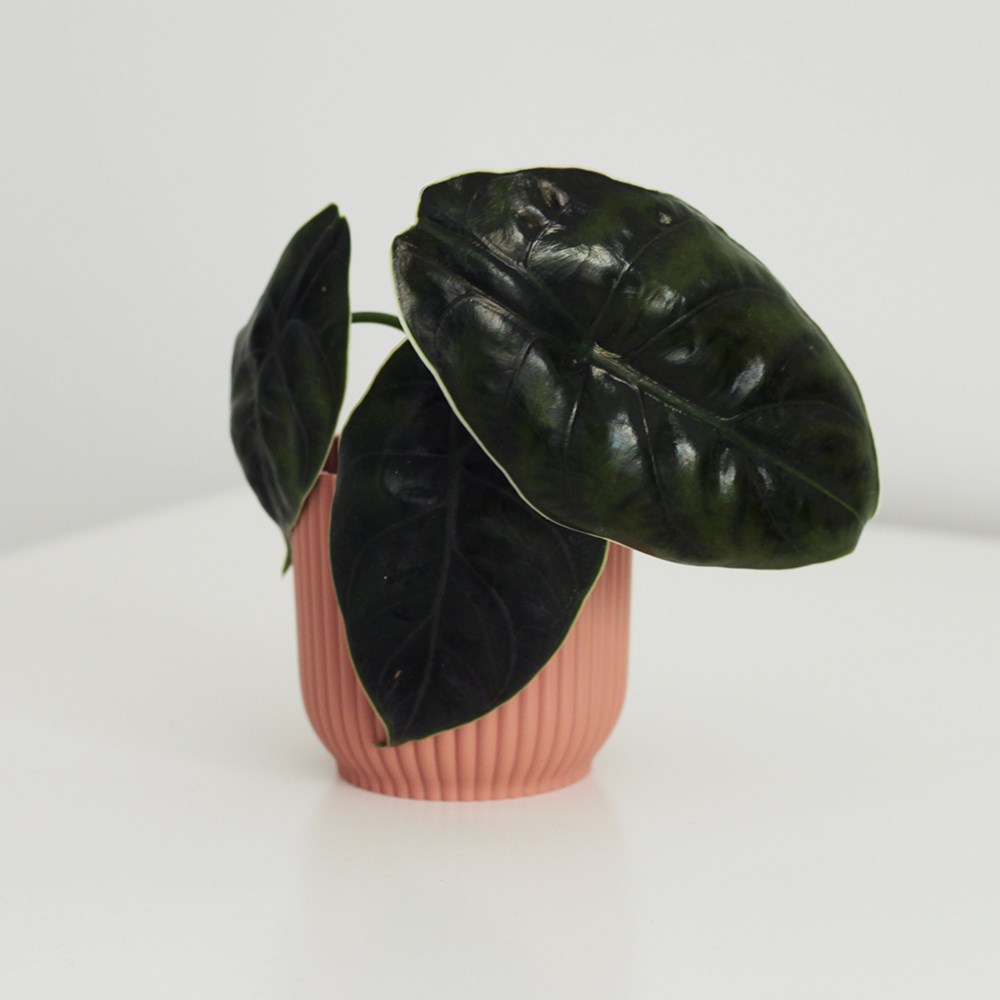 <i>Alocasia azlanii</i> 