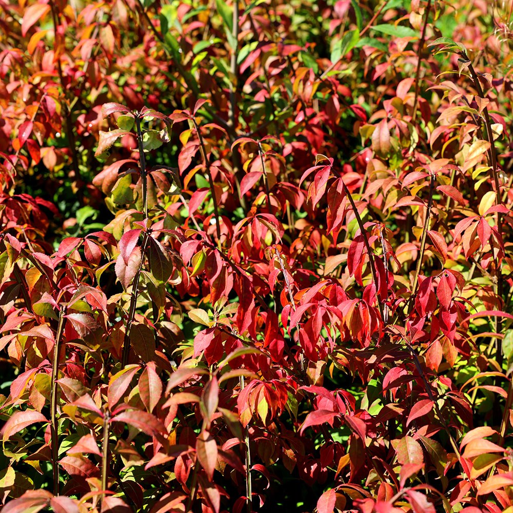 <i>Euonymus alatus</i> 'Timber Creek'
