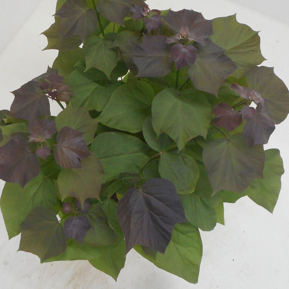 <i>Catalpa</i> × <i>erubescens</i> 'Purpurea'