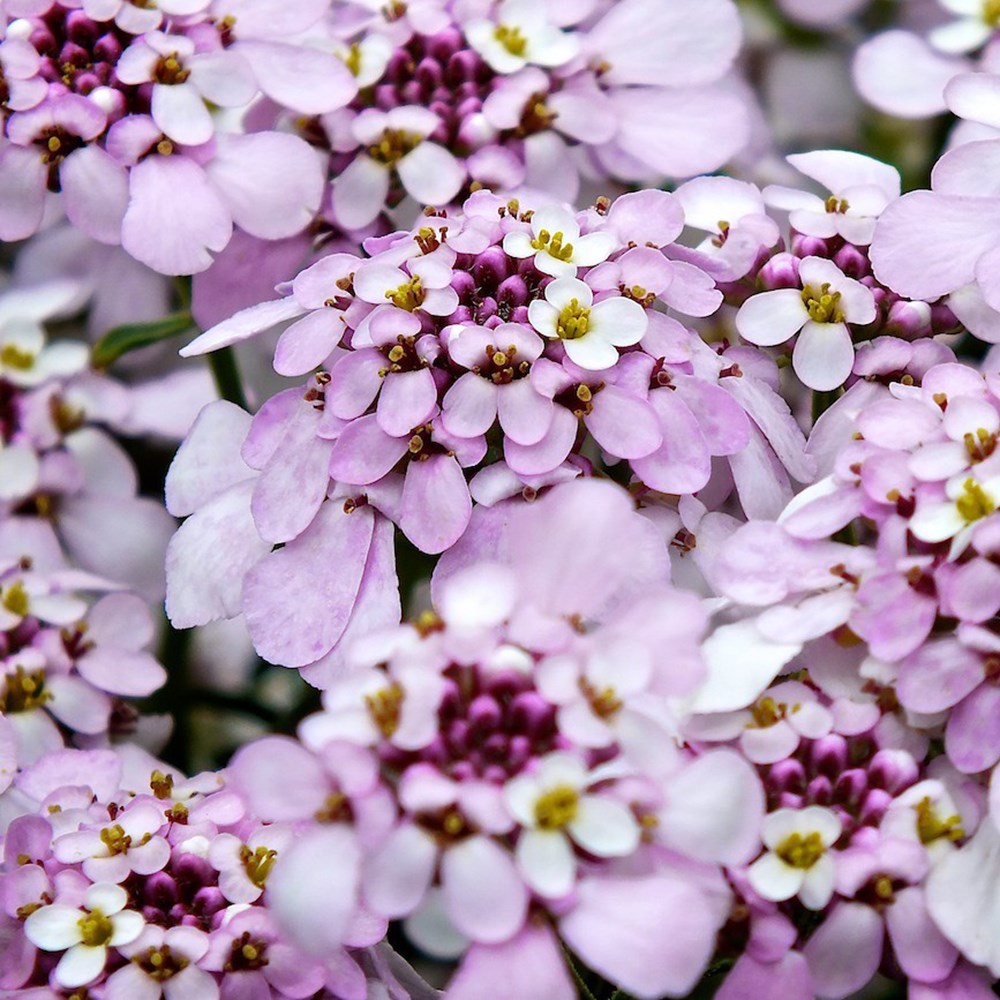 <i>Iberis</i> 'Pink Ice'