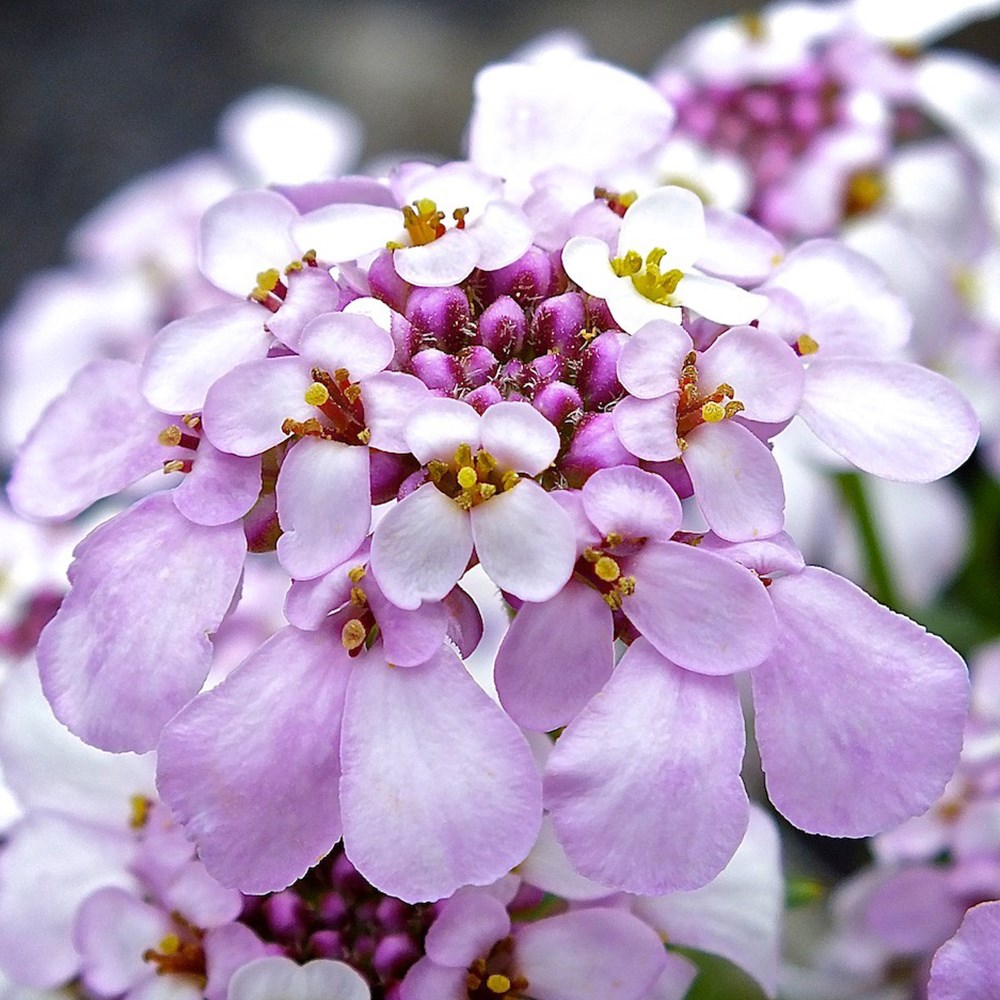 <i>Iberis</i> 'Pink Ice'