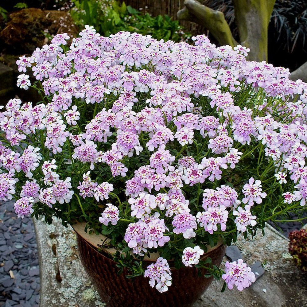 <i>Iberis</i> 'Pink Ice'