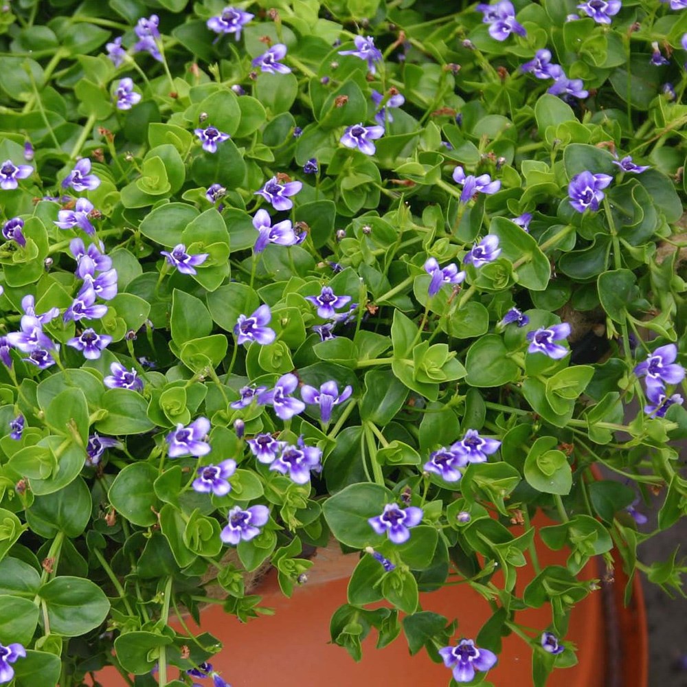 <i>Lindernia grandiflora</i> 