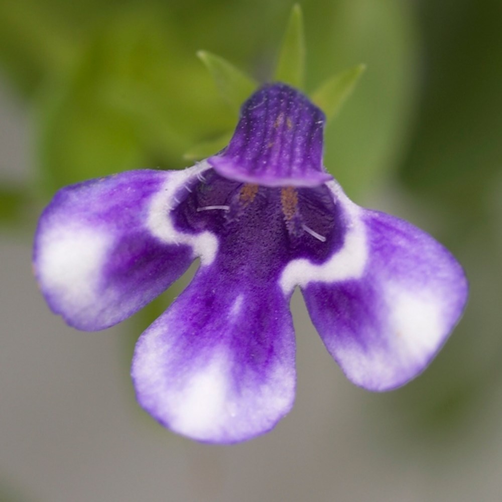 <i>Lindernia grandiflora</i> 