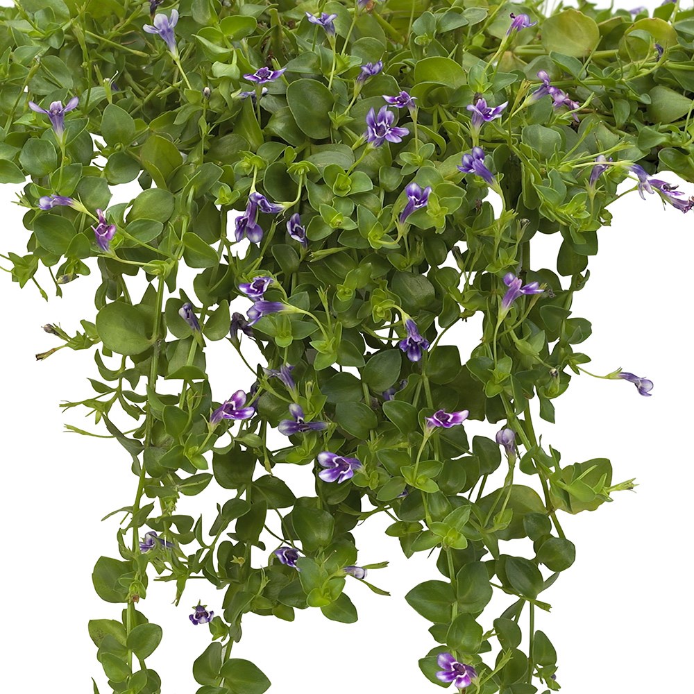 <i>Lindernia grandiflora</i> 