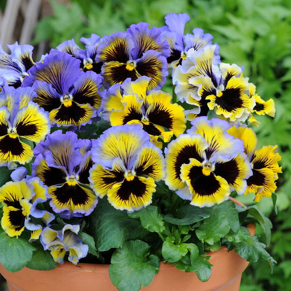 pansy 'Frizzle Sizzle Yellow Blue Swirl' (Frizzle Sizzle Series) F1