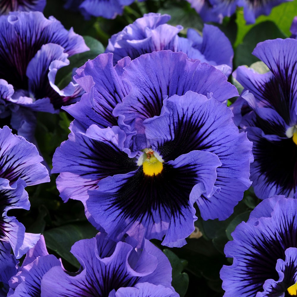 pansy 'Frizzle Sizzle Blue' (Frizzle Sizzle Series) F1