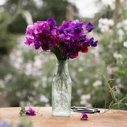 Lavish and lush sweet pea collection