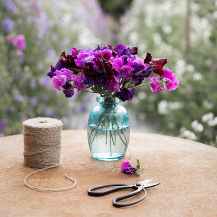 Dark and rich sweet pea collection