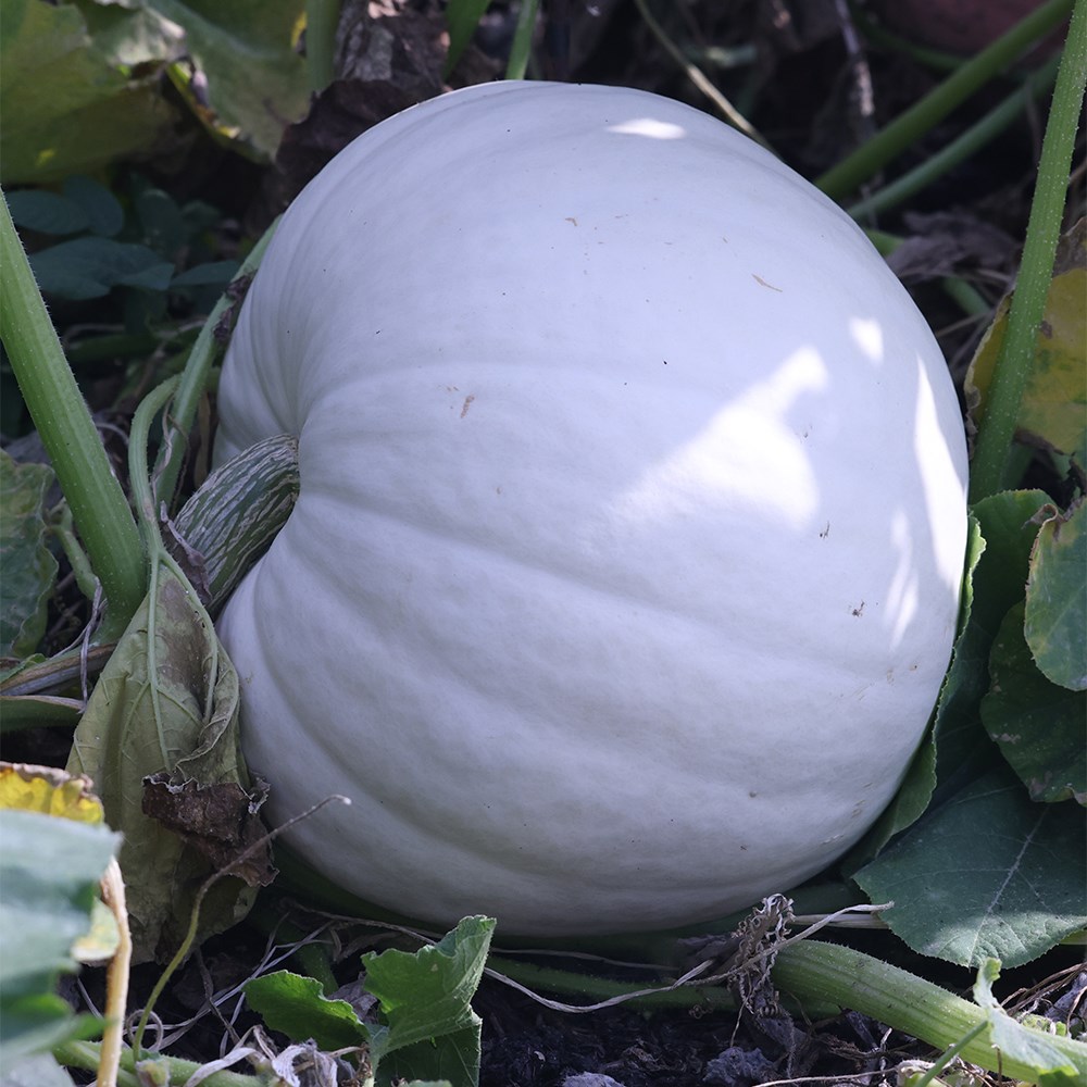 squash 'Crown Prince' F1