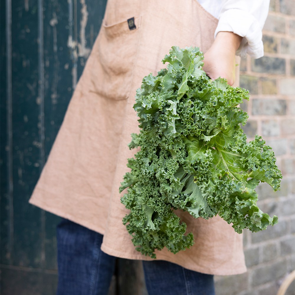 kale 'Oldenbor' F1