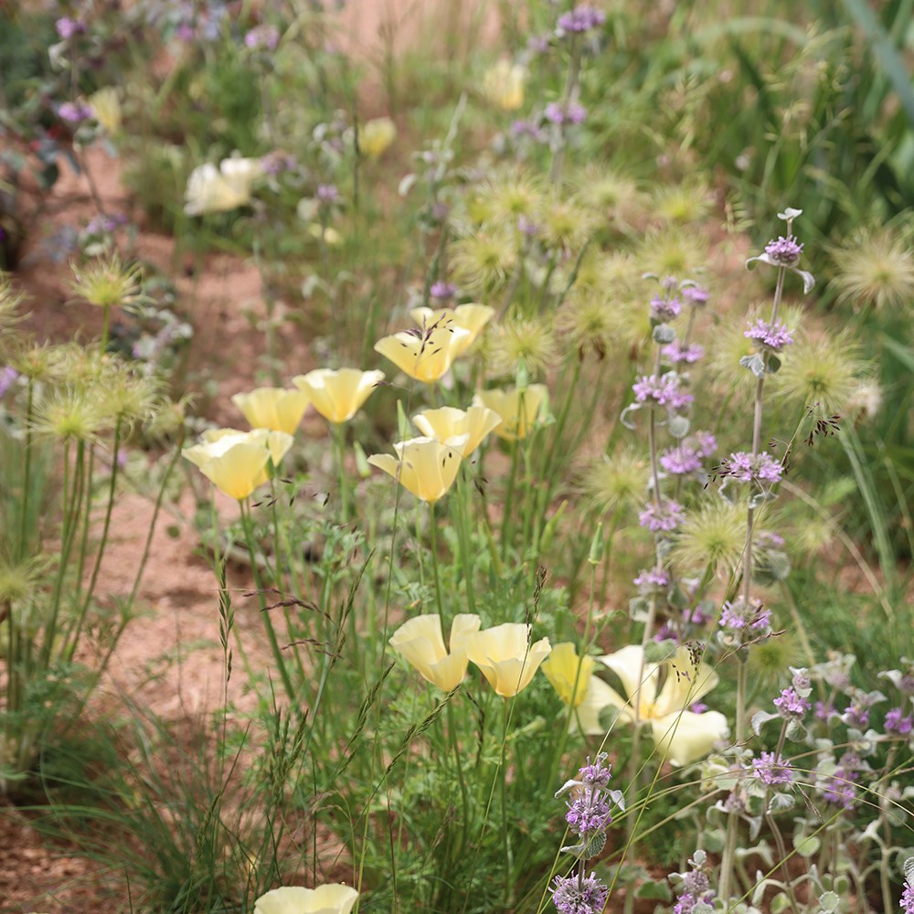 <i>Eschscholzia californica</i> 'Ivory Castle'