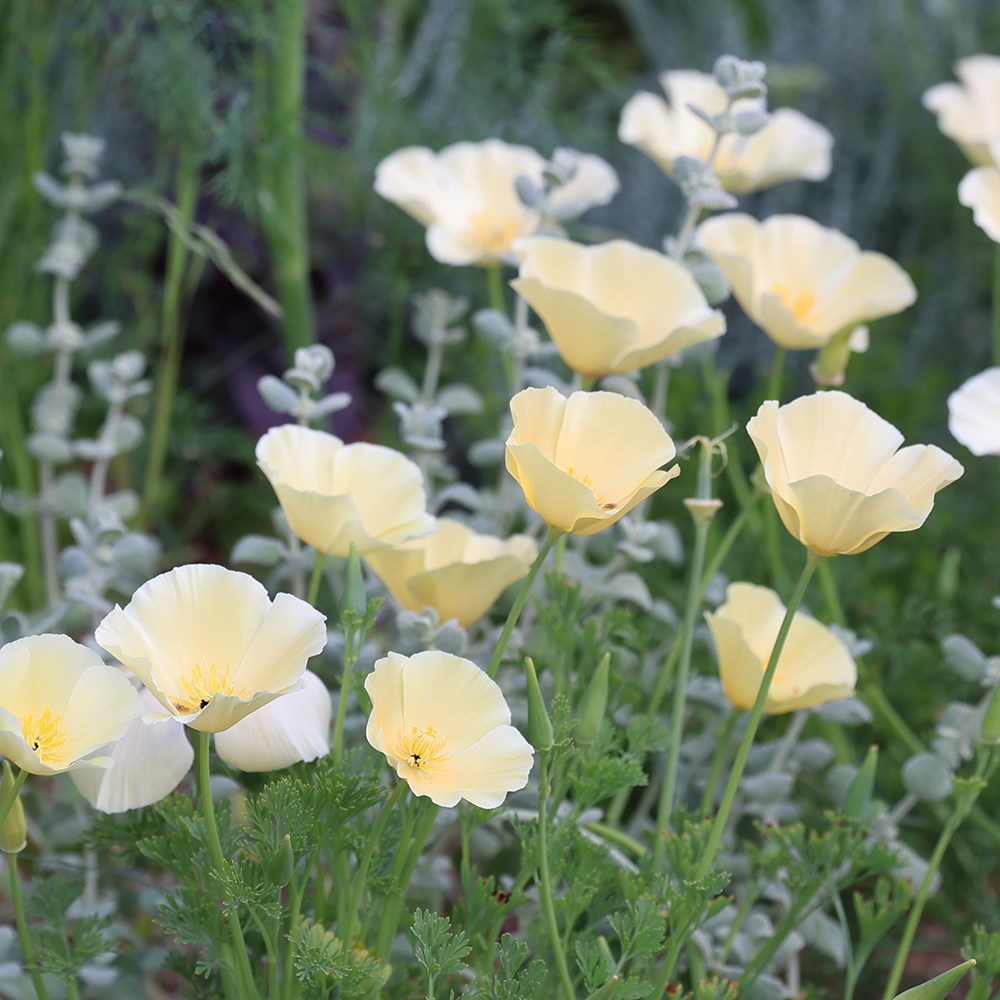 <i>Eschscholzia californica</i> 'Ivory Castle'
